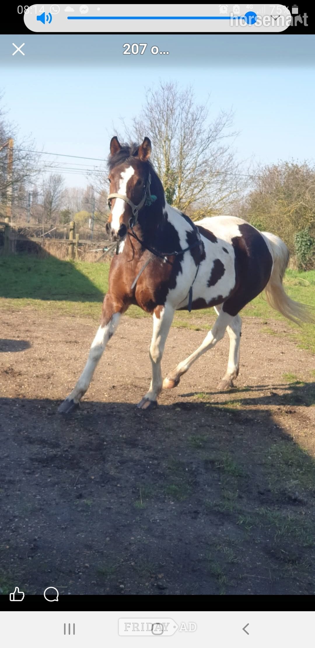 Rochford "Prinny" Tri-Coloured Mare Coloured