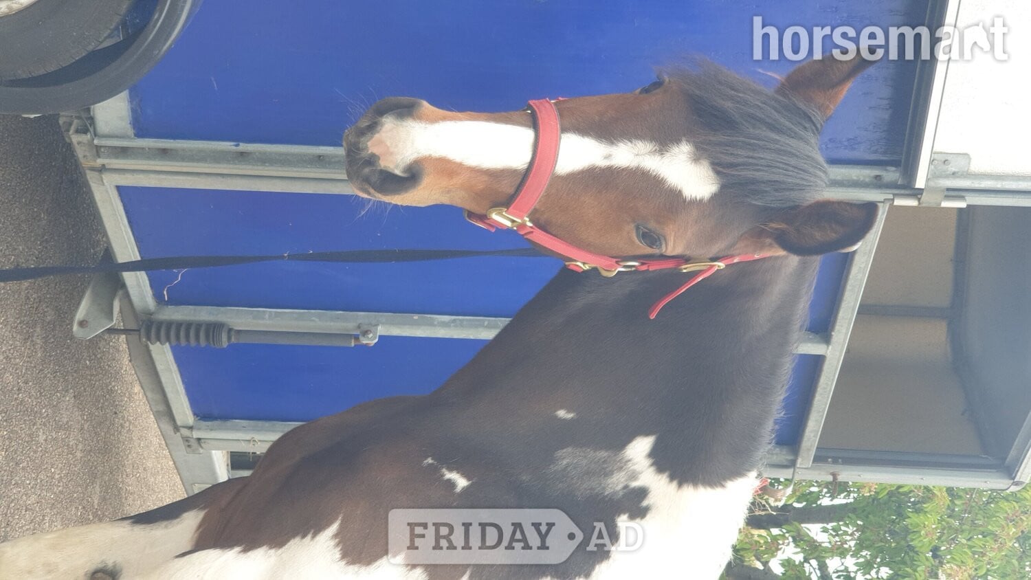 "Prinny" Tri-Coloured Mare Coloured - Horses in Rochford