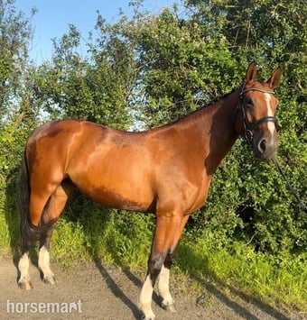 "Spot on Gucci’s glory " Bay Mare All Rounder