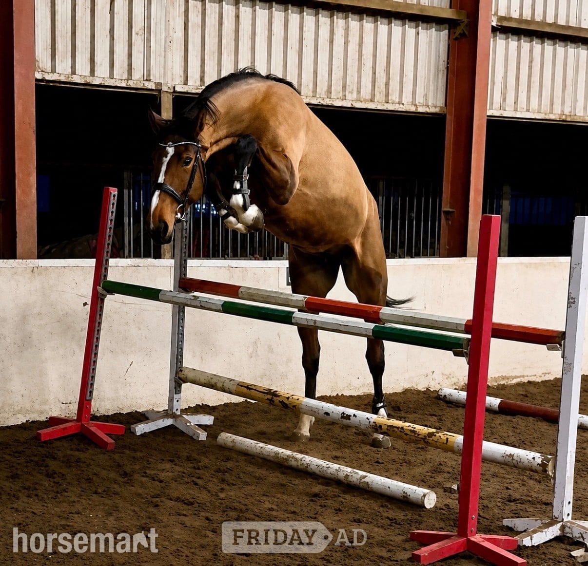 "Spot on Gucci’s glory " Bay Mare All Rounder