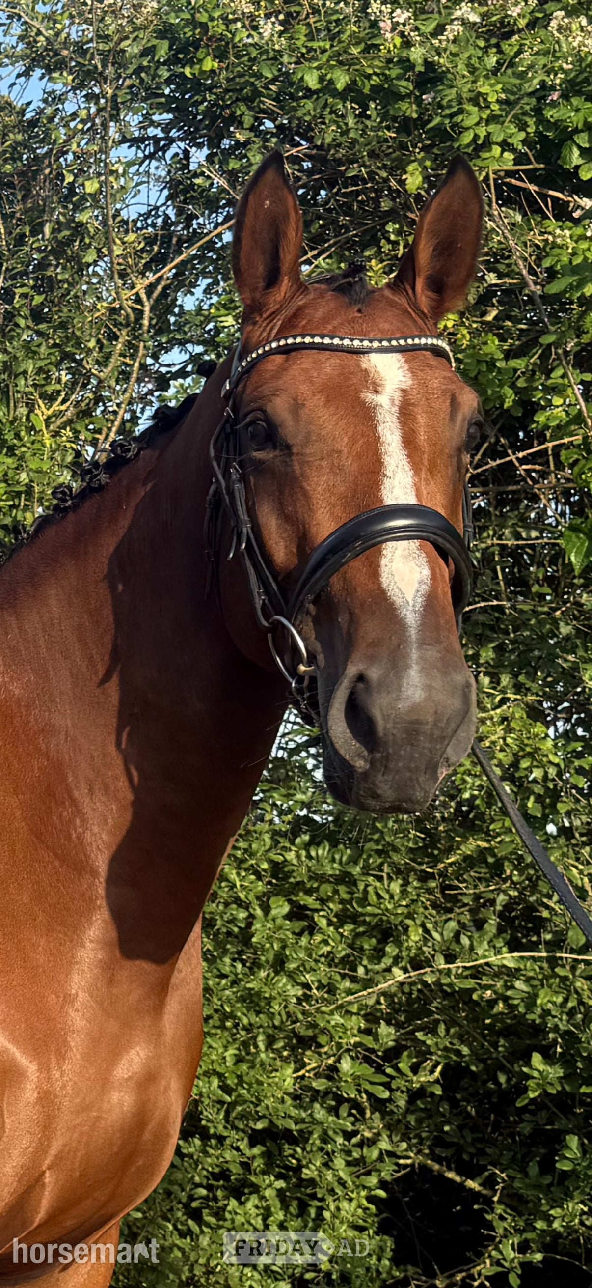 Cardiff "Spot on Gucci’s glory " Bay Mare All Rounder