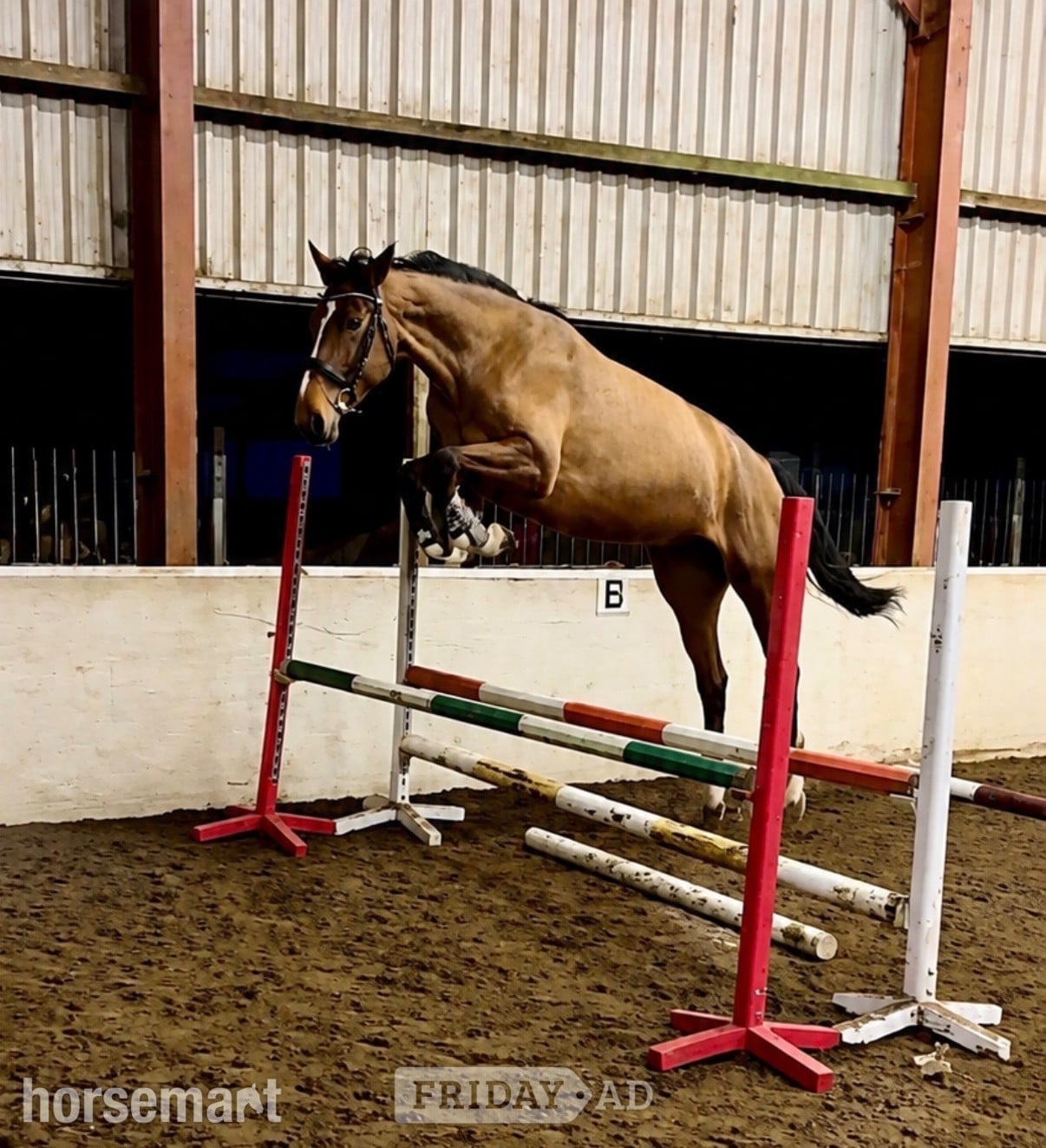 "Spot on Gucci’s glory " Bay Mare All Rounder - Horses in Cardiff