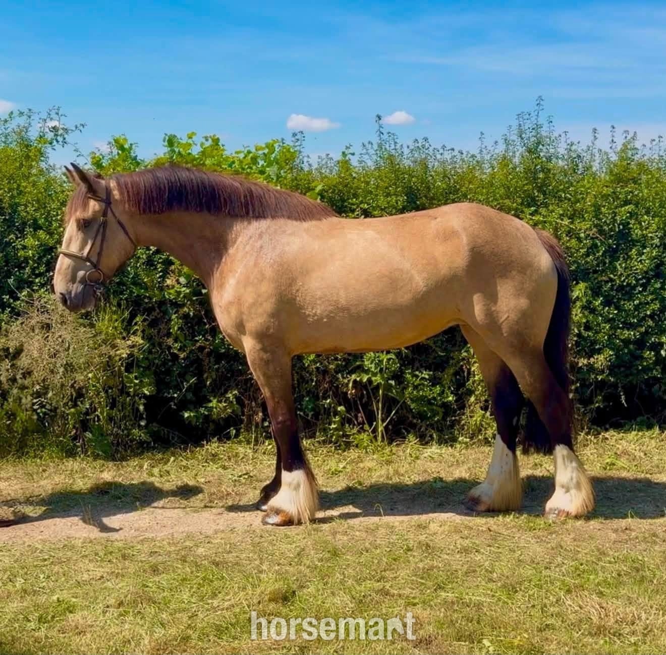 "Dolly Parton " Dun Mare All Rounder