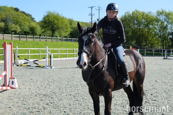 "Paddy " Bay Gelding All Rounder