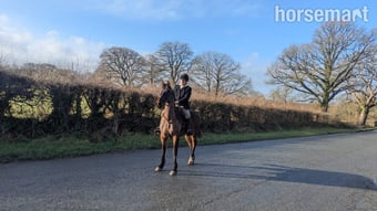 "Jack" Bay Gelding Project Horse