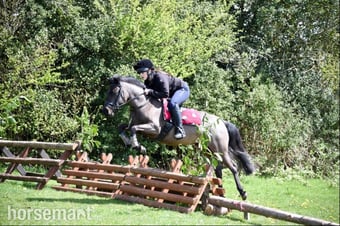 "Aubrey " Black Roan Mare Pony Club Pony