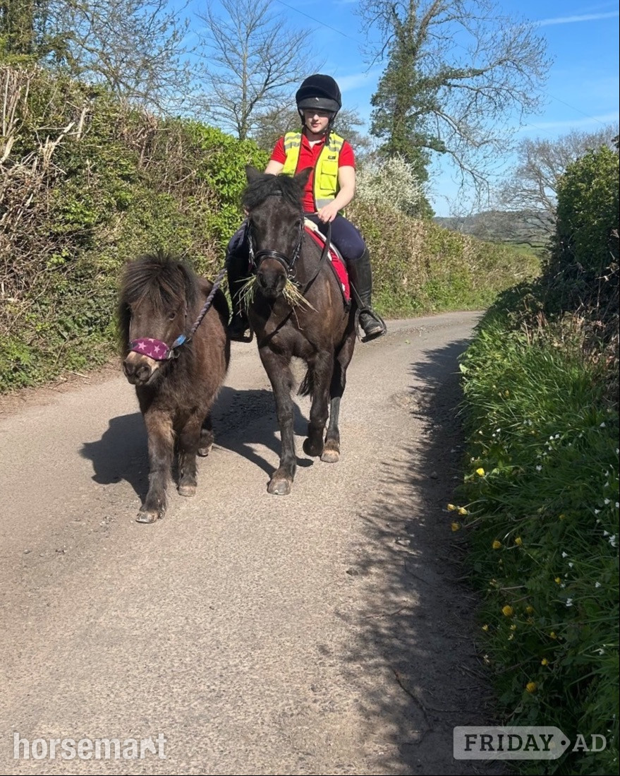 "Aubrey " Black Roan Mare Pony Club Pony