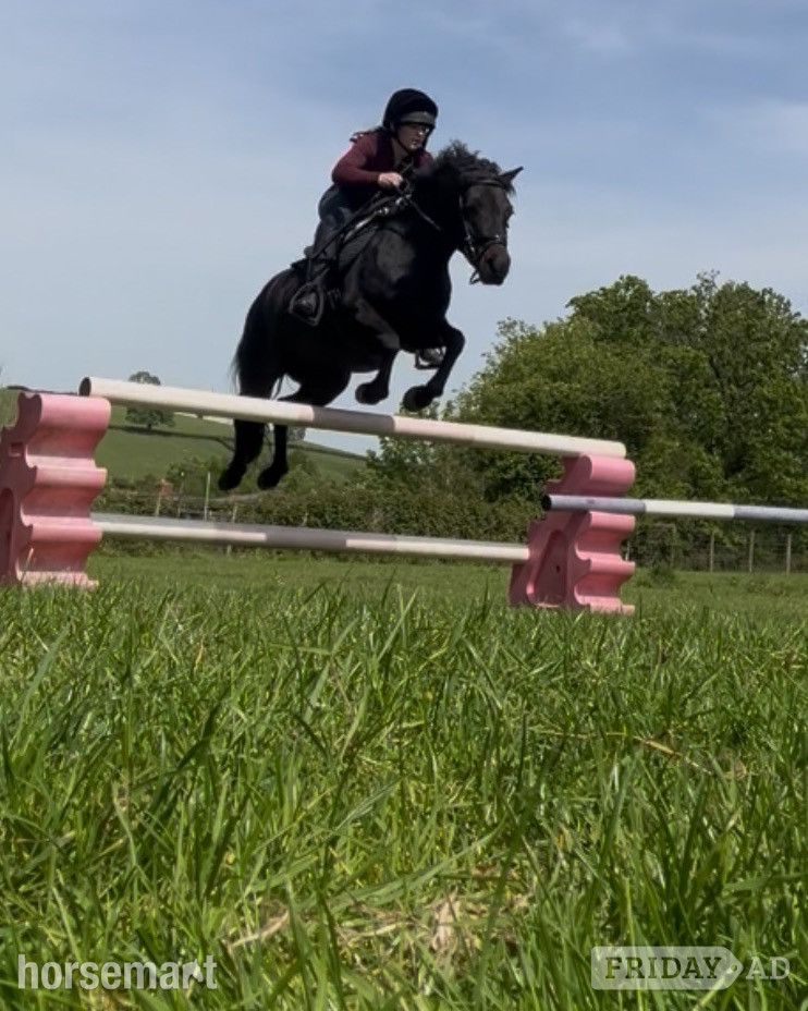 Monmouth "Aubrey " Black Roan Mare Pony Club Pony