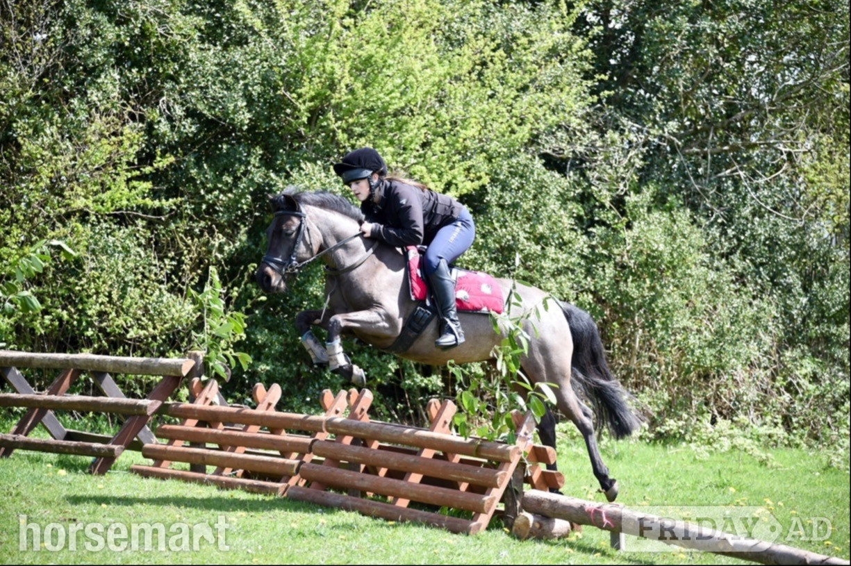 "Aubrey " Black Roan Mare Pony Club Pony in Monmouth
