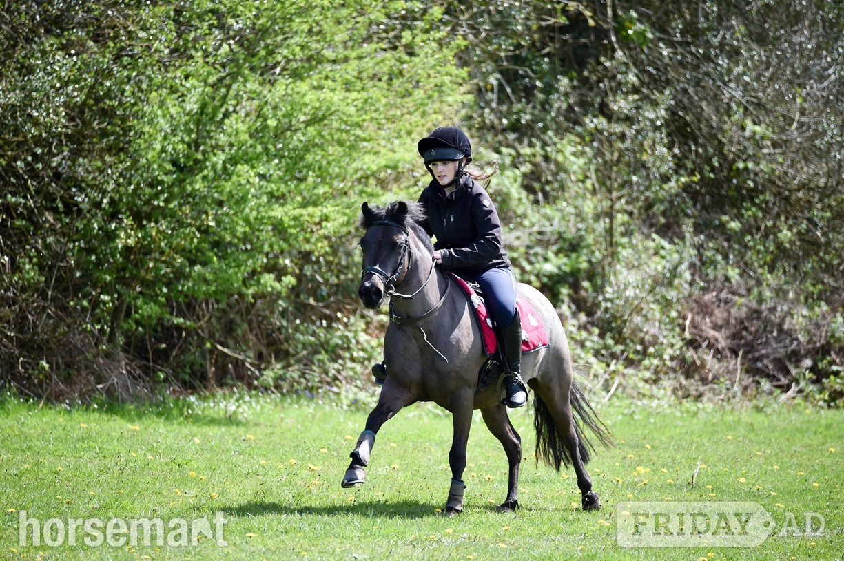 "Aubrey " Black Roan Mare Pony Club Pony - Horses in Monmouth