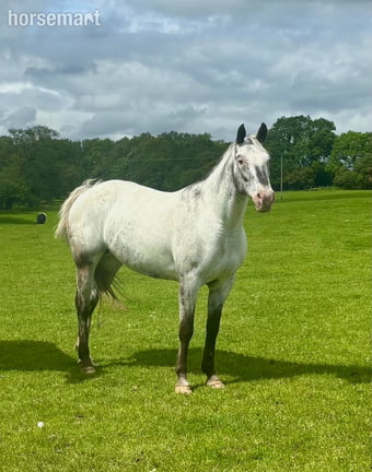 "HKF LUCILLE" Blue Roan Mare Broodmare