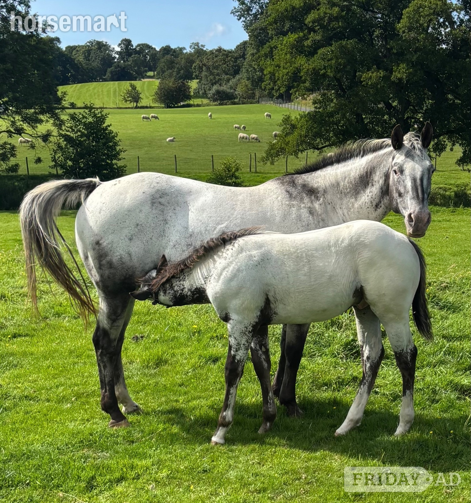 "HKF LUCILLE" Blue Roan Mare Broodmare - Horses in Clitheroe