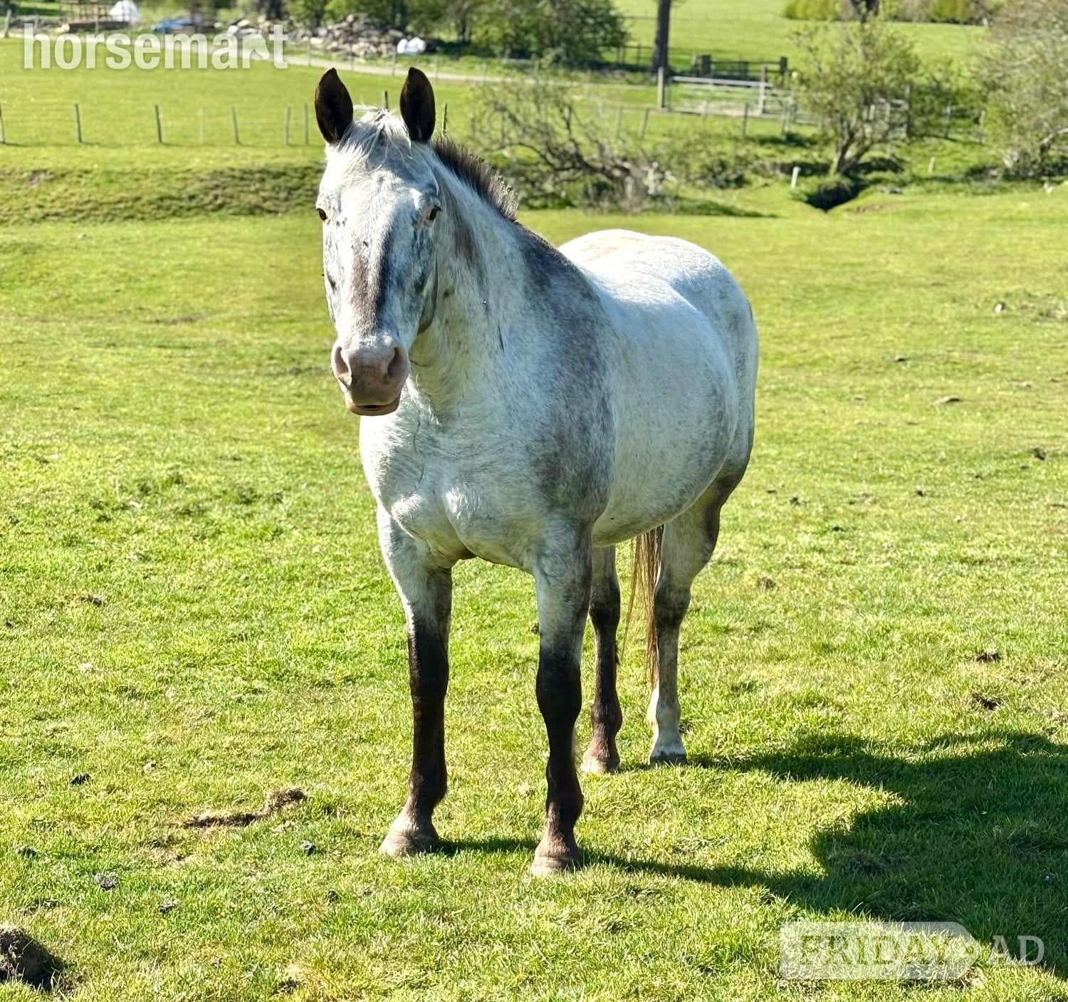 Clitheroe "HKF LUCILLE" Blue Roan Mare Broodmare