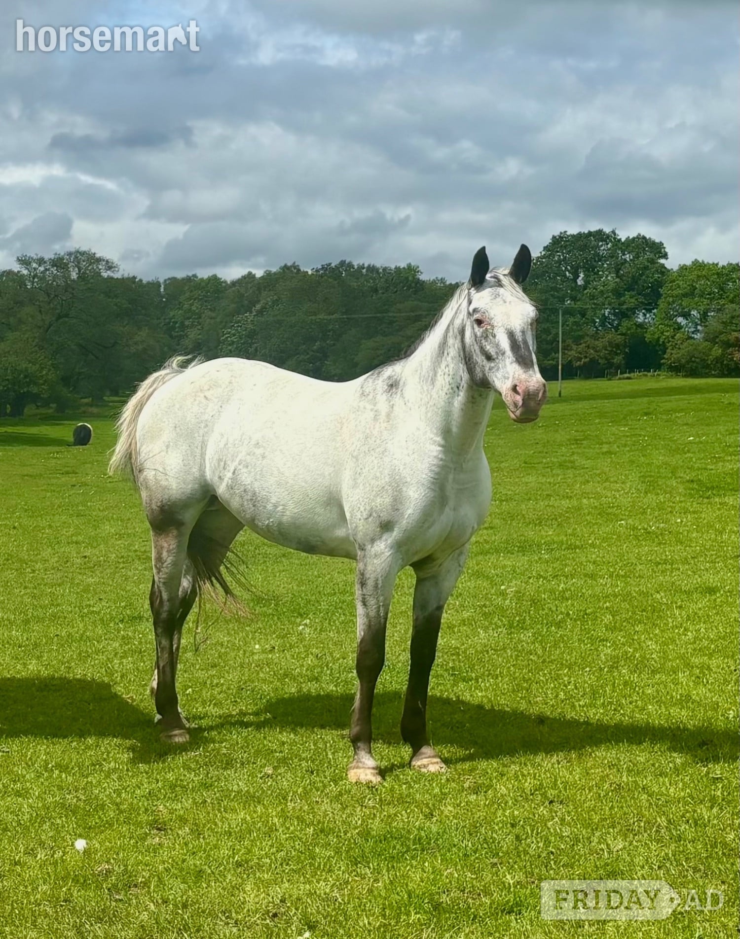 "HKF LUCILLE" Blue Roan Mare Broodmare in Clitheroe