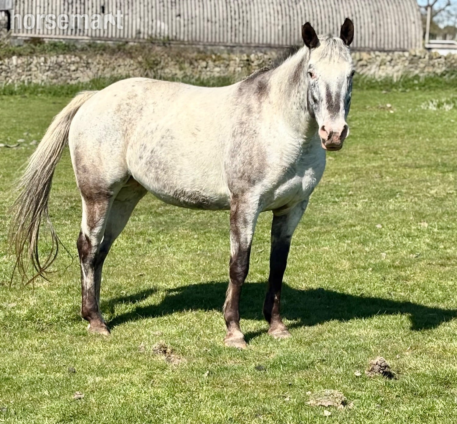 "HKF LUCILLE" Blue Roan Mare Broodmare