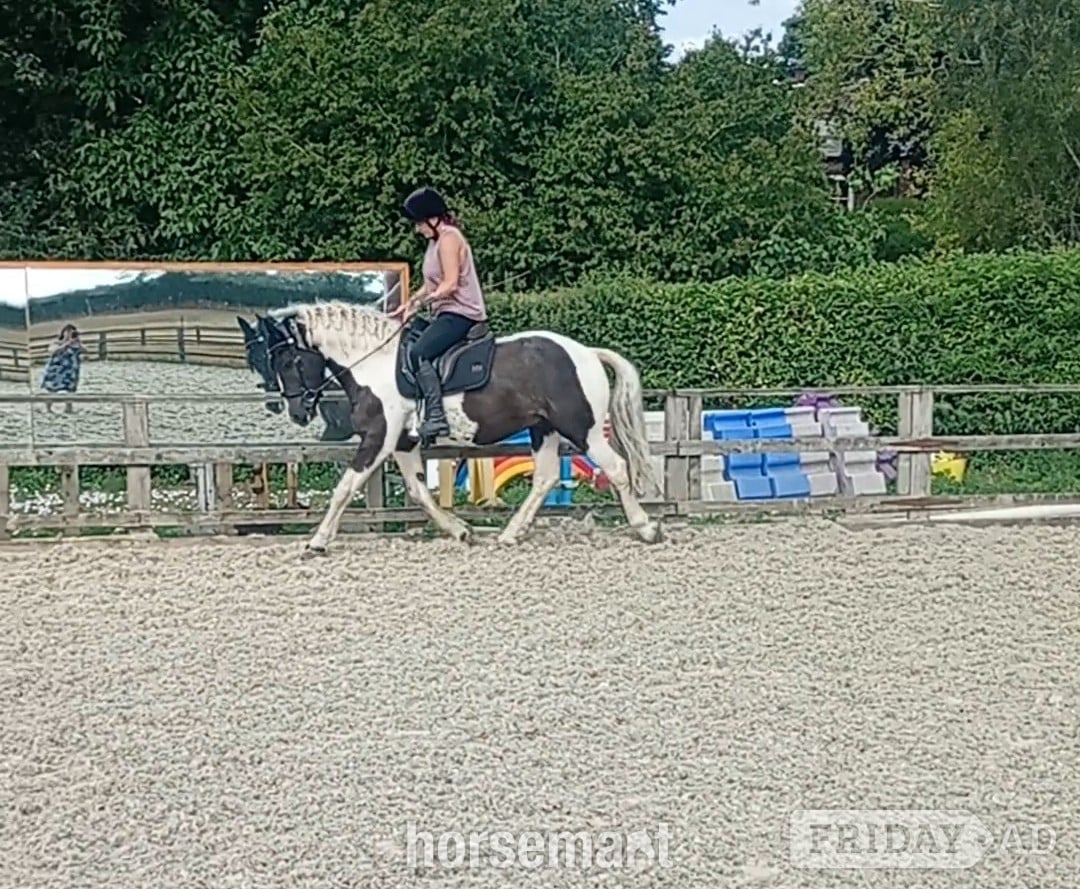 "Onyx"  Gelding All Rounder in Hessle