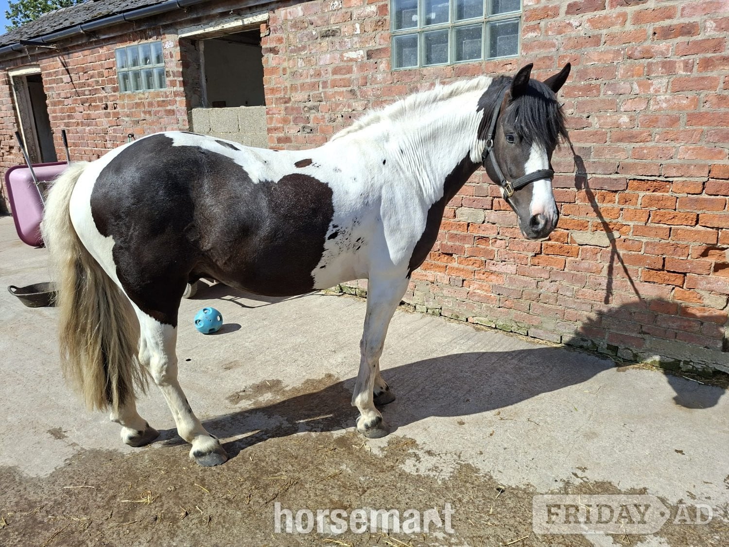"Onyx"  Gelding All Rounder