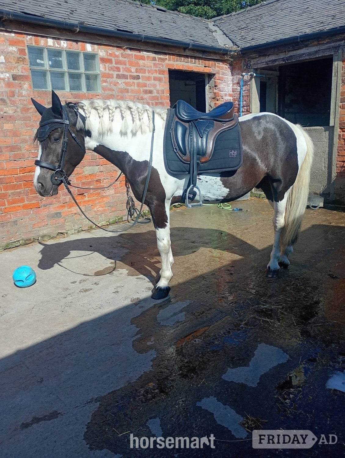 Hessle "Onyx"  Gelding All Rounder