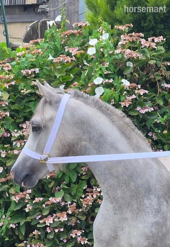 "Coedyllan Galaxy " Grey Colt Youngstock / Foal