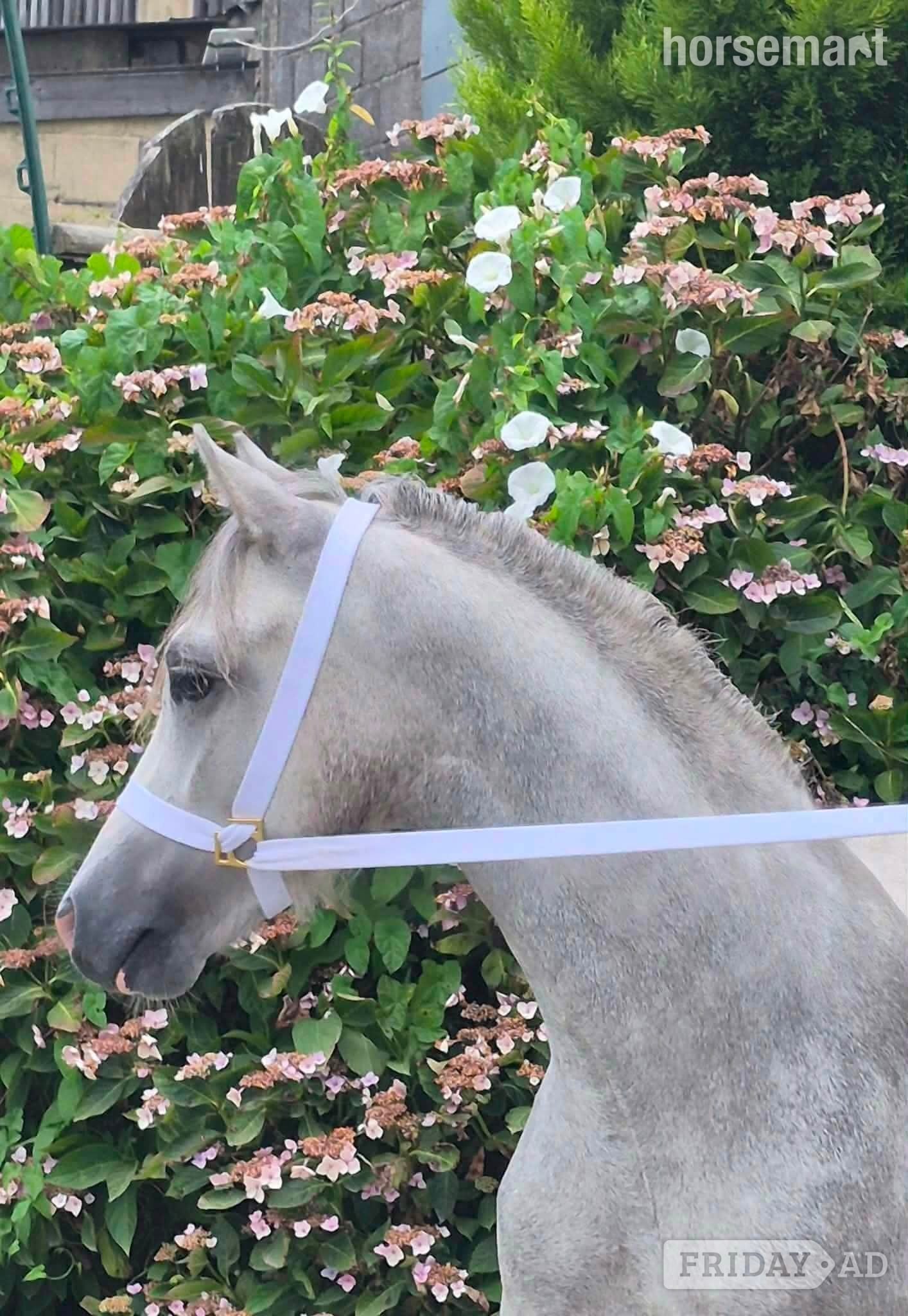 "Coedyllan Galaxy " Grey Colt Youngstock / Foal in Boncath