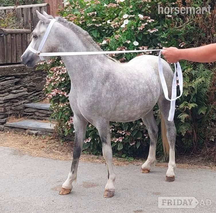 "Coedyllan Galaxy " Grey Colt Youngstock / Foal