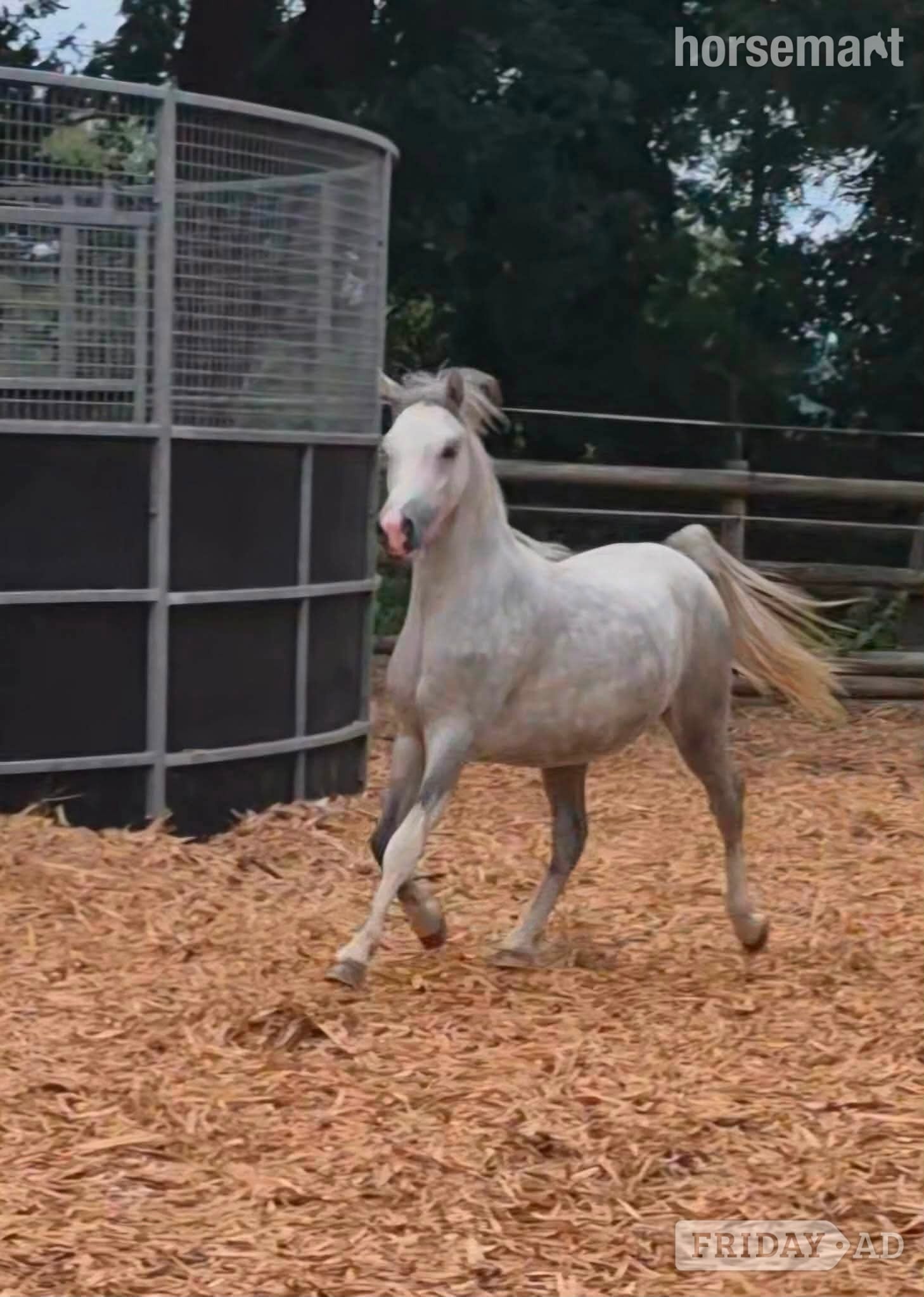 Boncath "Coedyllan Galaxy " Grey Colt Youngstock / Foal