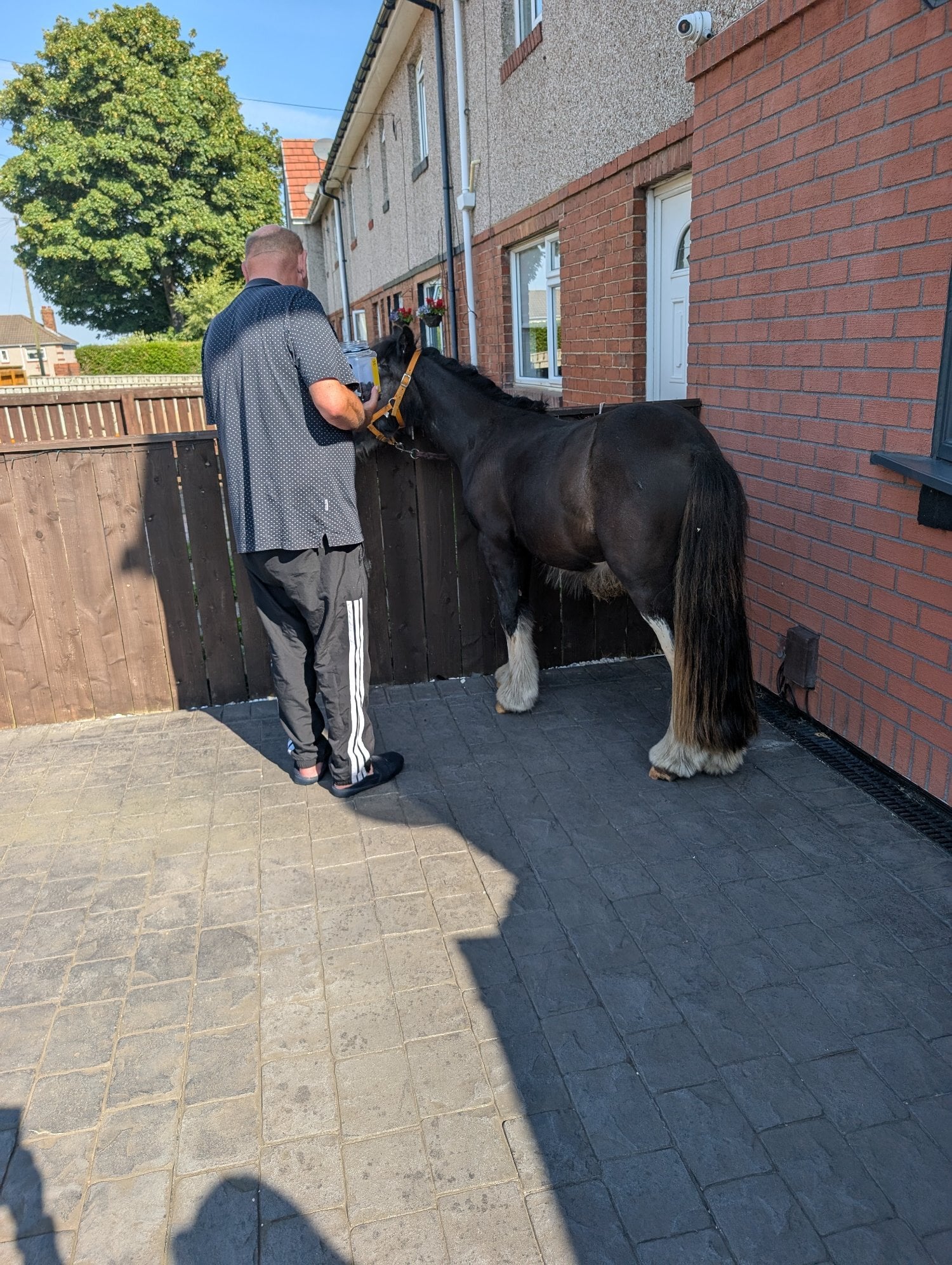 "Bullet" Other Colour Gelding Youngstock / Foal