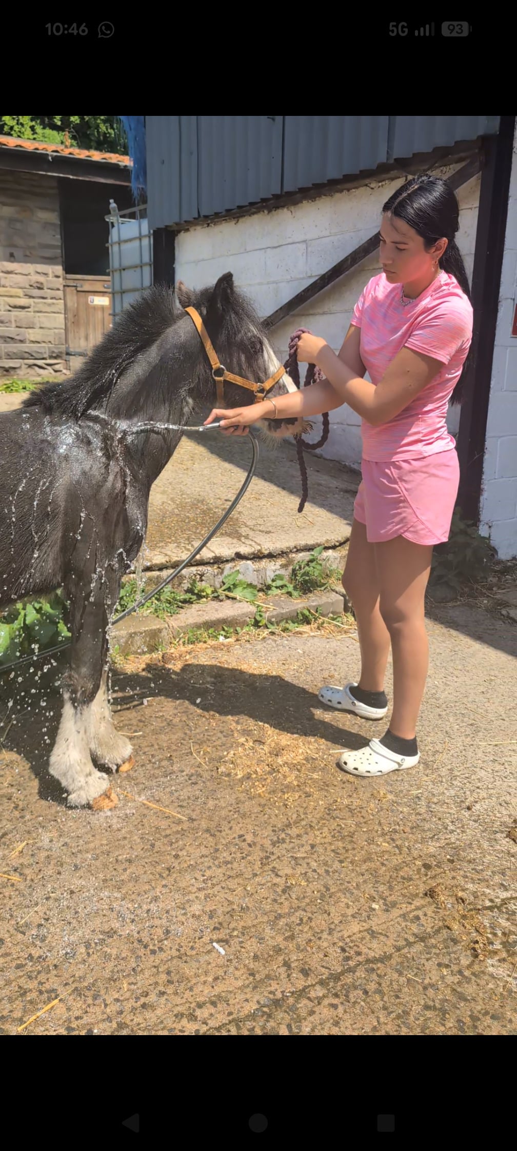 "Bullet" Other Colour Gelding Youngstock / Foal - Horses in Sunderland