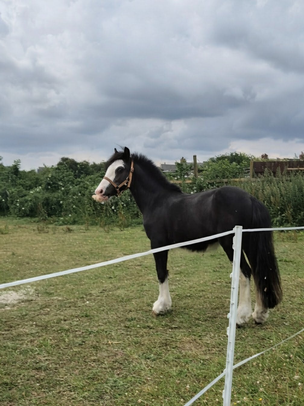 "Bullet" Other Colour Gelding Youngstock / Foal - Horses