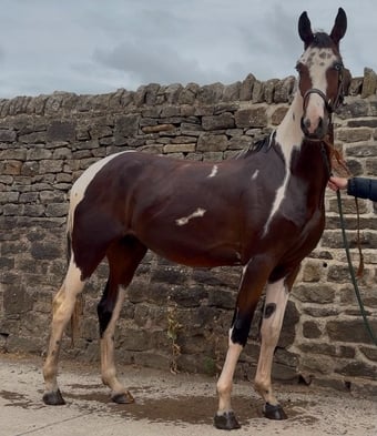 "JJays Beijing " Coloured Gelding Young Sport Horse