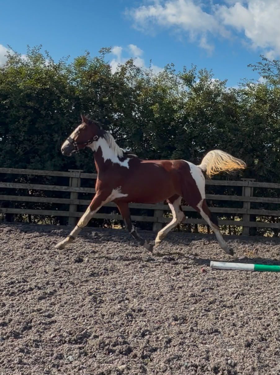 "JJays Beijing " Coloured Gelding Young Sport Horse