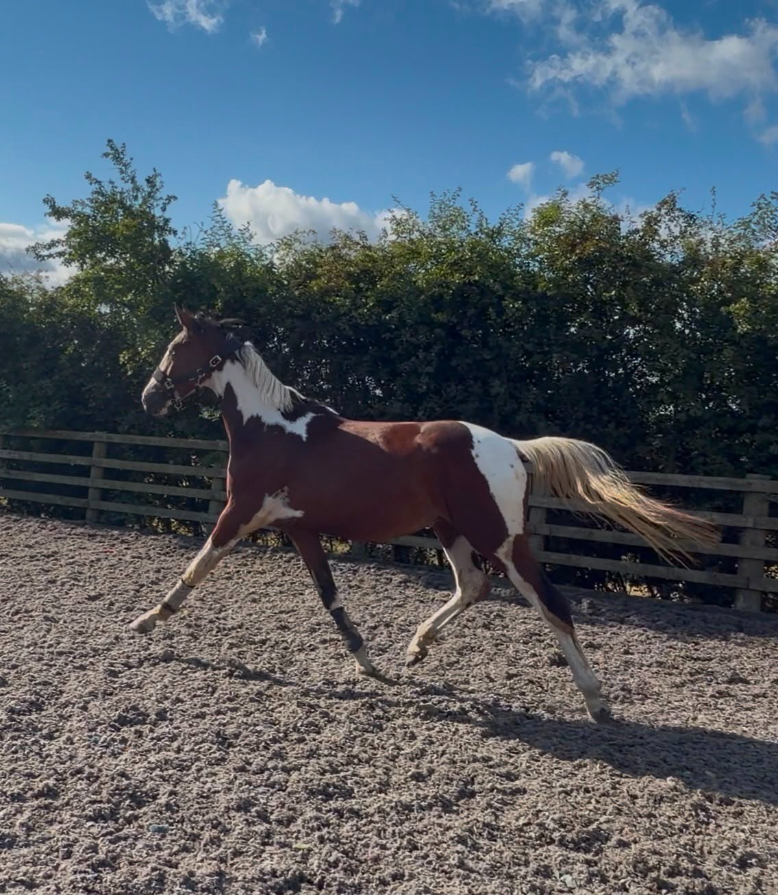 "JJays Beijing " Coloured Gelding Young Sport Horse - Horses