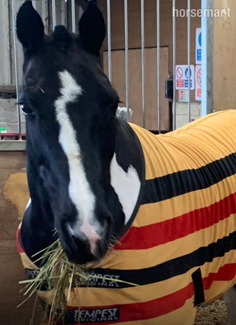 "Domino" Piebald Gelding Cob/Heavy Horse