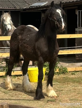 "Rio" Black Colt Youngstock / Foal
