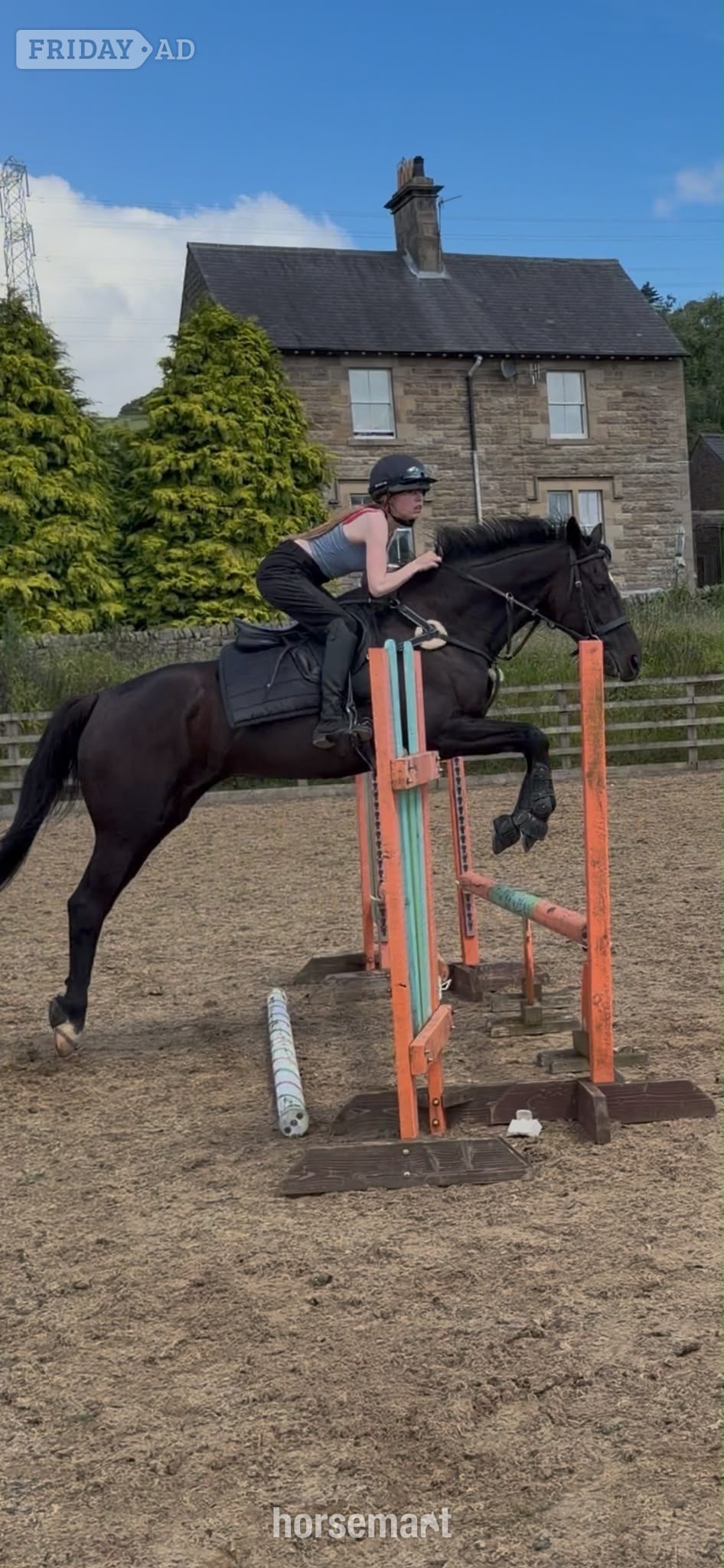 "Luna" Black Mare All Rounder in Haltwhistle