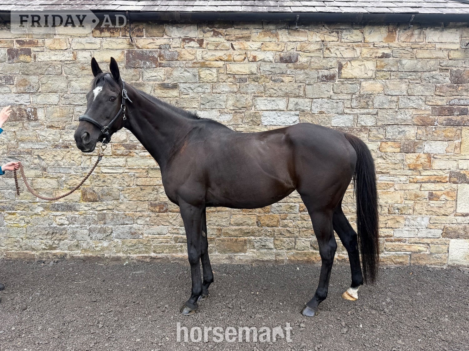"Luna" Black Mare All Rounder - Horses in Haltwhistle