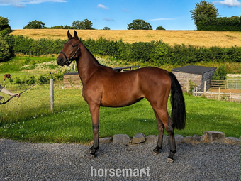 "Smartacus" Bay Filly Show Jumper
