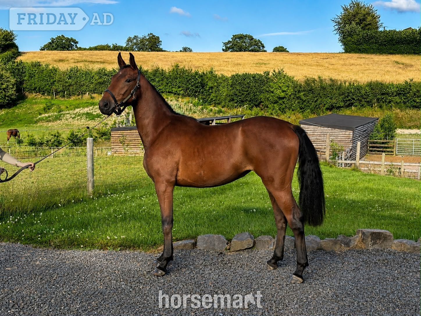 "Smartacus" Bay Filly Show Jumper in Welshpool