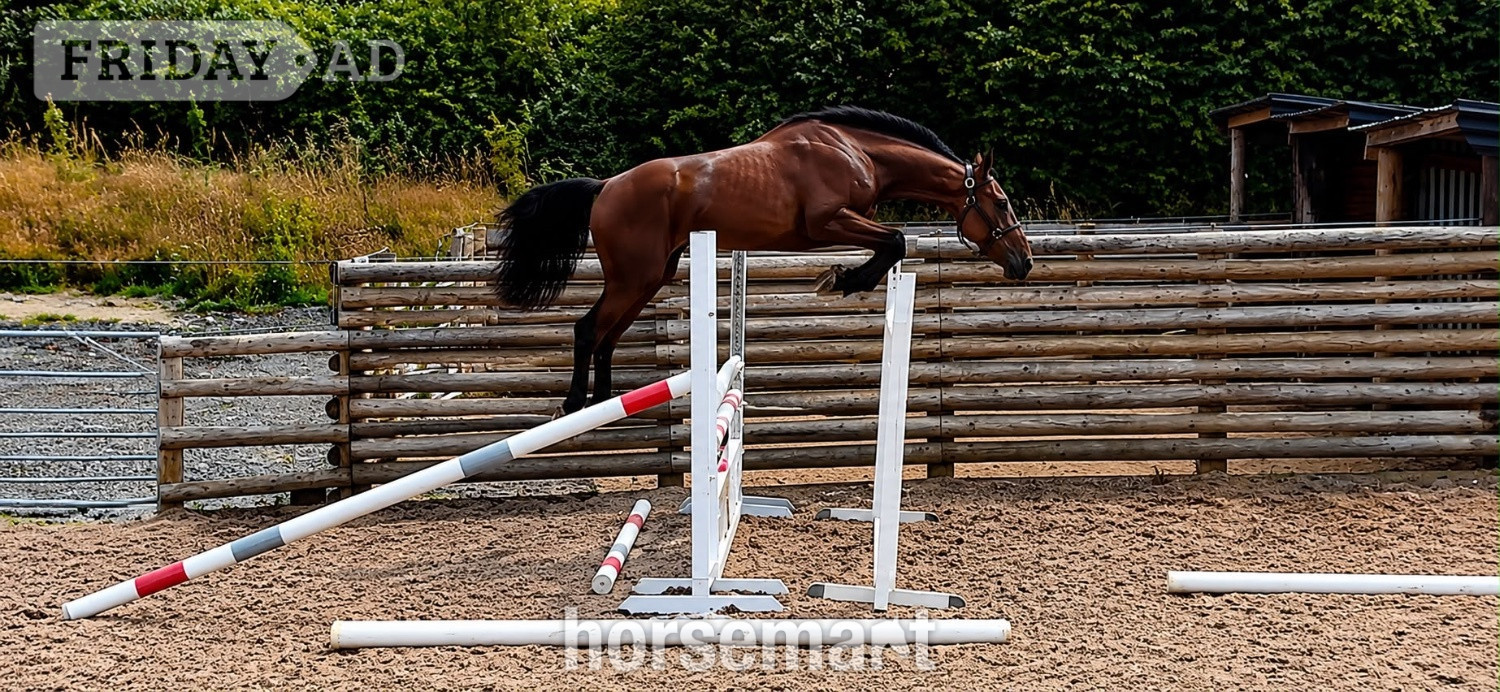 "Smartacus" Bay Filly Show Jumper