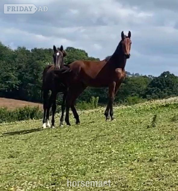 Welshpool "Smartacus" Bay Filly Show Jumper