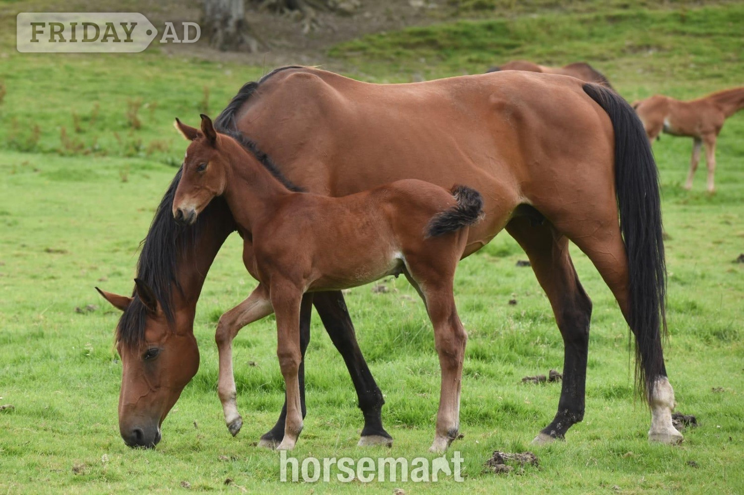 "Smartacus" Bay Filly Show Jumper - Horses