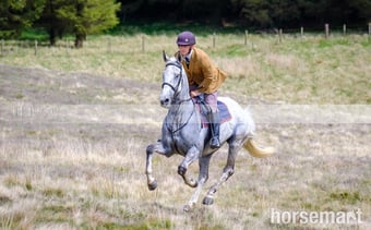 "Paddy" Grey Gelding All Rounder