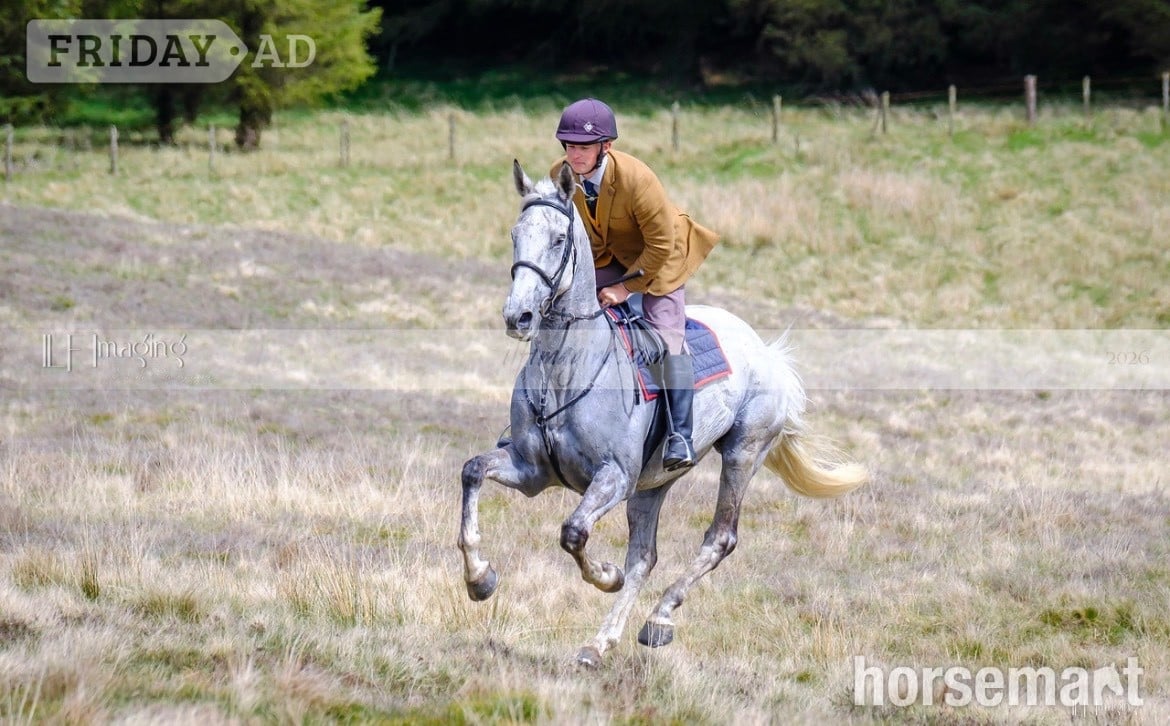 "Paddy" Grey Gelding All Rounder in Earlston