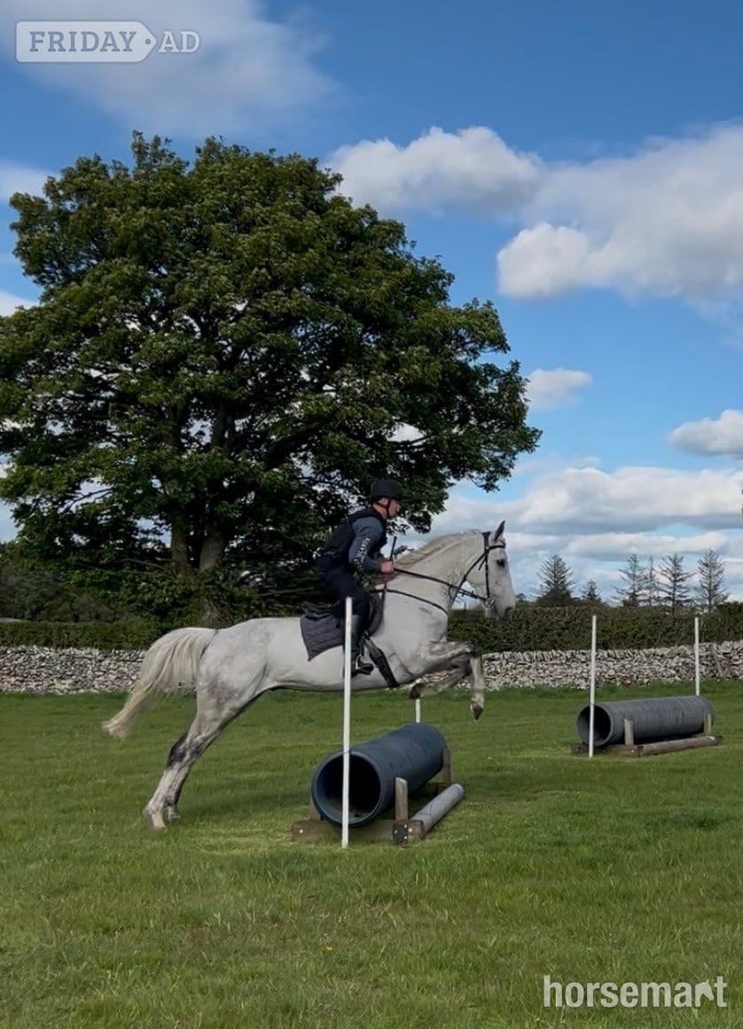 "Paddy" Grey Gelding All Rounder