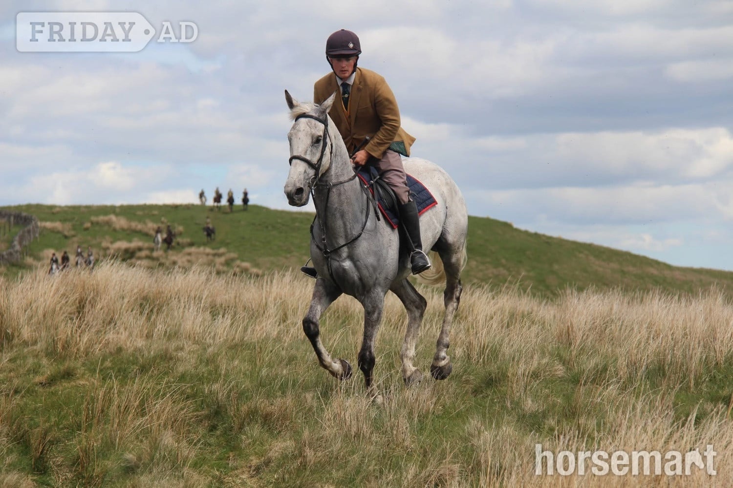 Earlston "Paddy" Grey Gelding All Rounder