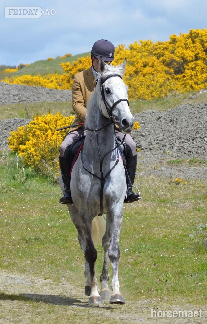 "Paddy" Grey Gelding All Rounder - Horses in Earlston
