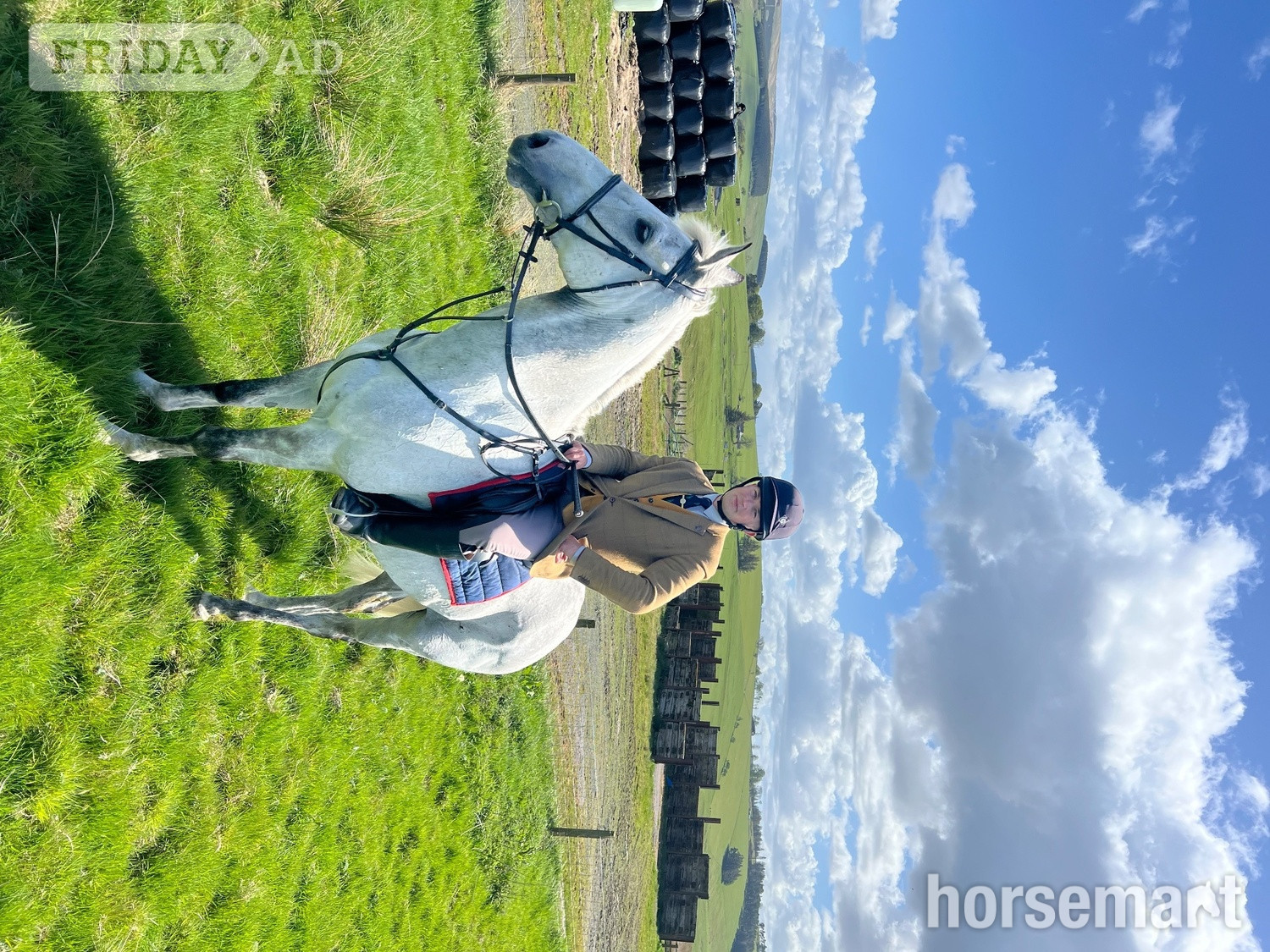 "Paddy" Grey Gelding All Rounder - Horses