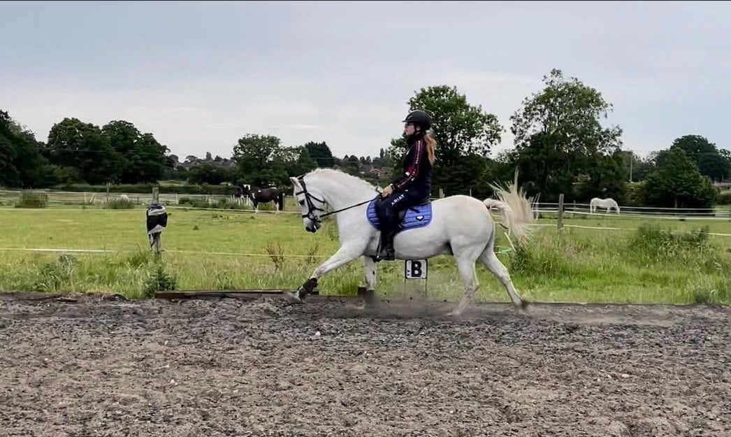 "Blue" Grey Gelding All Rounder