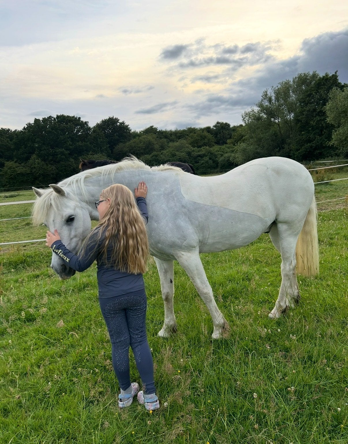 "Blue" Grey Gelding All Rounder - Horses in Rugby