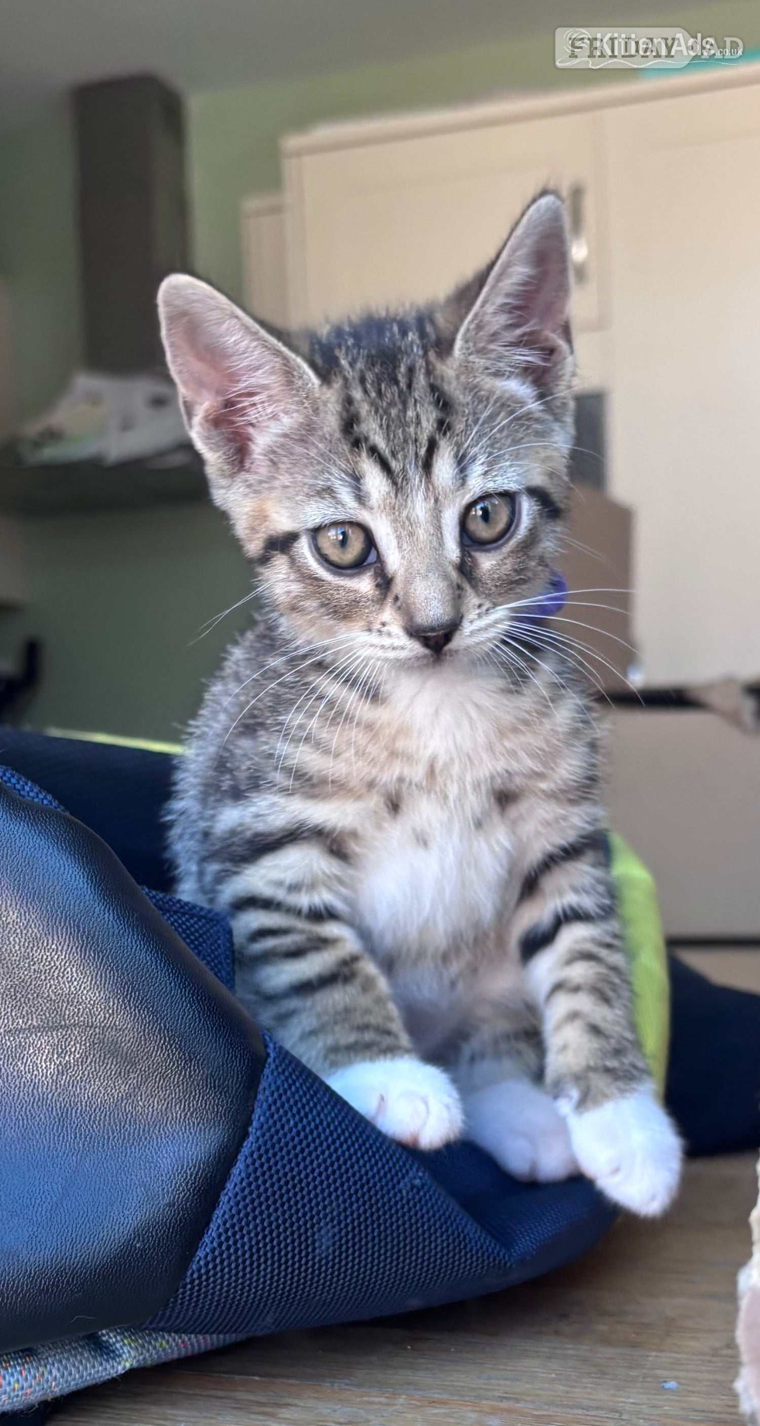 Gorgeous tabby kitten  in Dunstable